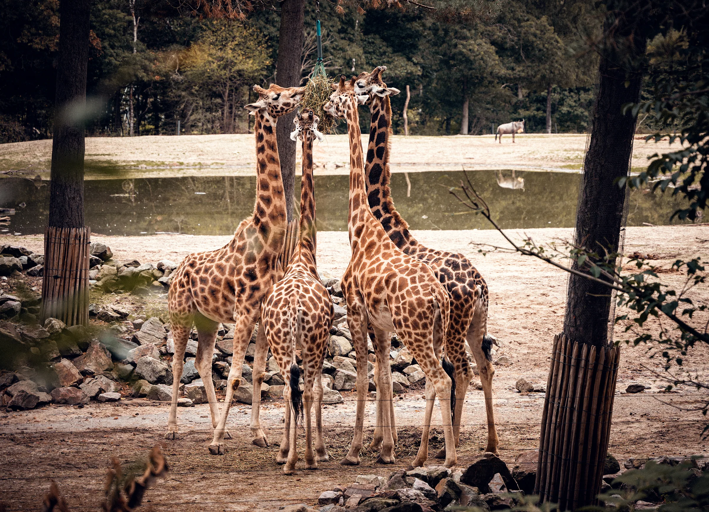 Tierisches